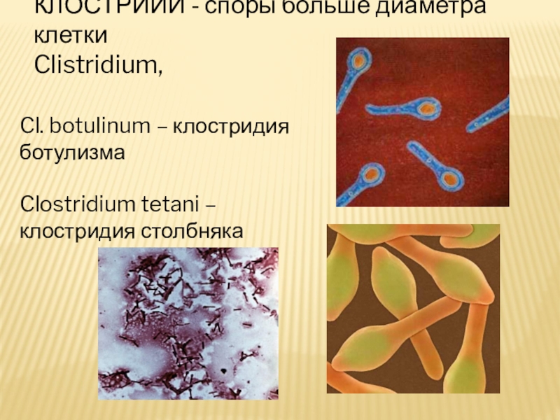 Споры в большом количестве