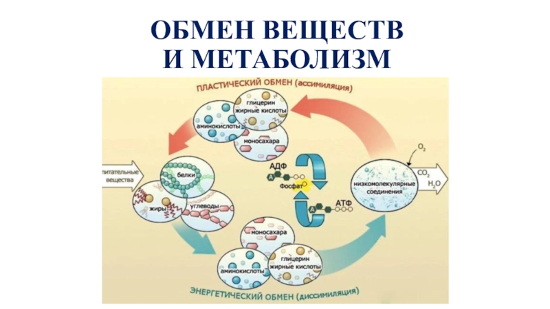 Презентация ОБМЕН ВЕЩЕСТВ И МЕТАБОЛИЗМ