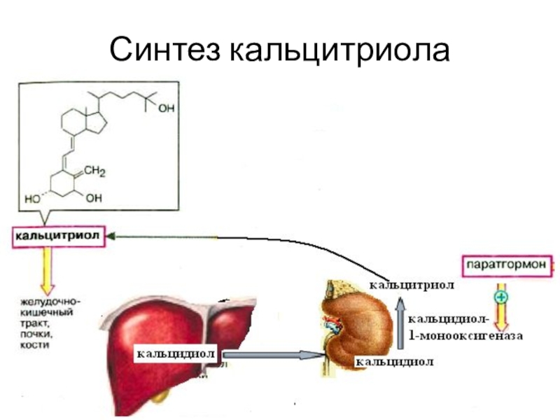 Фосфорно кальциевый обмен биохимия презентация