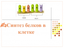 Синтез белков в клетке