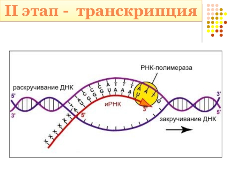 Днк рнк белок схема