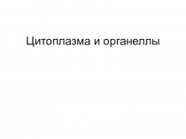 Цитоплазма и органеллы
