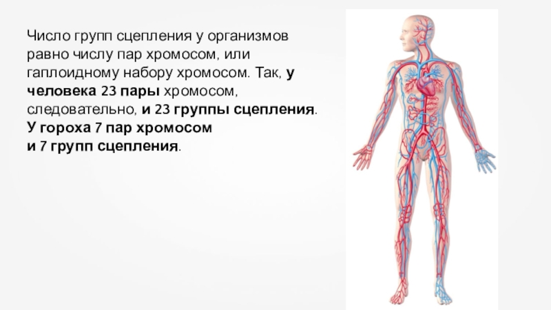 Количество групп сцепления равно. Число групп сцепления равно. Чему равно число групп сцепления.