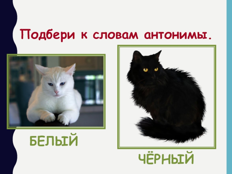 Темный противоположное слово. Противоположности для детей. Белый черный антонимы. Антонимы белый. Антонимы в картинках черный-белый.