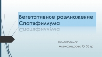 Вегетативное размножение Спатифиллума