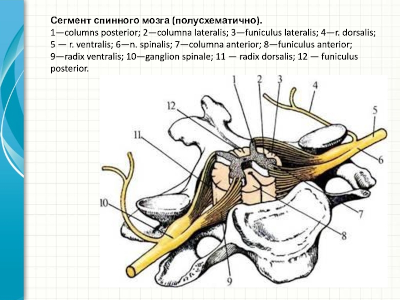 Ru сегменте. Строение сегмента спинного мозга. Схема сегмента спинного мозга. Сегмент спинного мозга анатомия. Сегмент спинного мозга полусхематично.