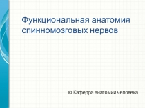 Функциональная анатомия с пинномозговых нервов