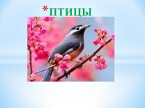 ПТИЦЫ
