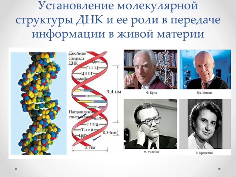 Информация о структуре днк. Установление молекулярной структуры ДНК. Изменение структуры ДНК. Линейная структура ДНК. Измененная ДНК структура.