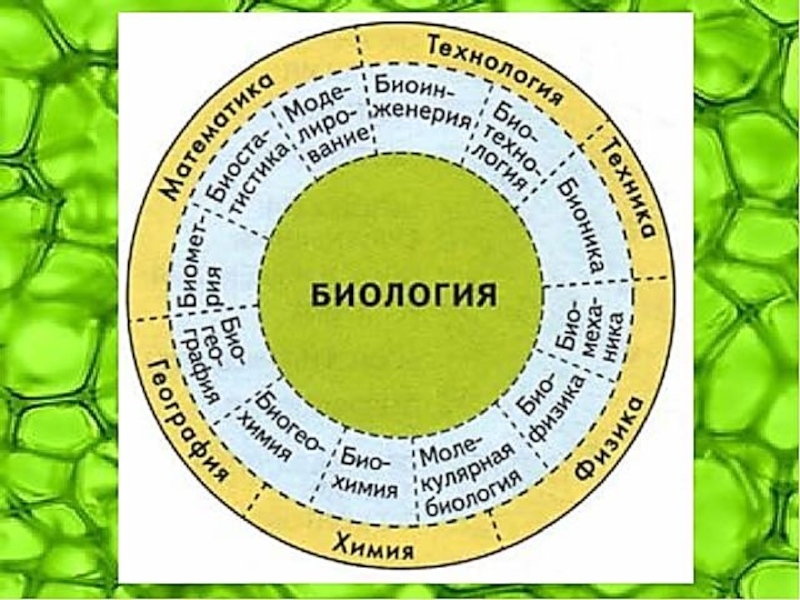 Биологическая картина мира это