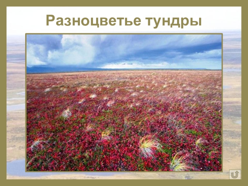 Какие богатства тундры использует. Ресурсы тундры. Тундра это ресурс. Природные богатства тундры. Ископаемые тундры.