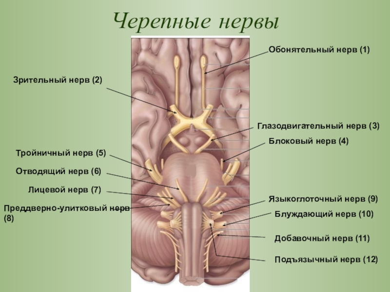 Место выхода нерва из мозга. Черепные нервы отводящий нерв. Отводящий нерв анатомия. Черепные нервы обонятельный зрительный глазодвигательный блоковой. Место выхода глазодвигательного нерва.