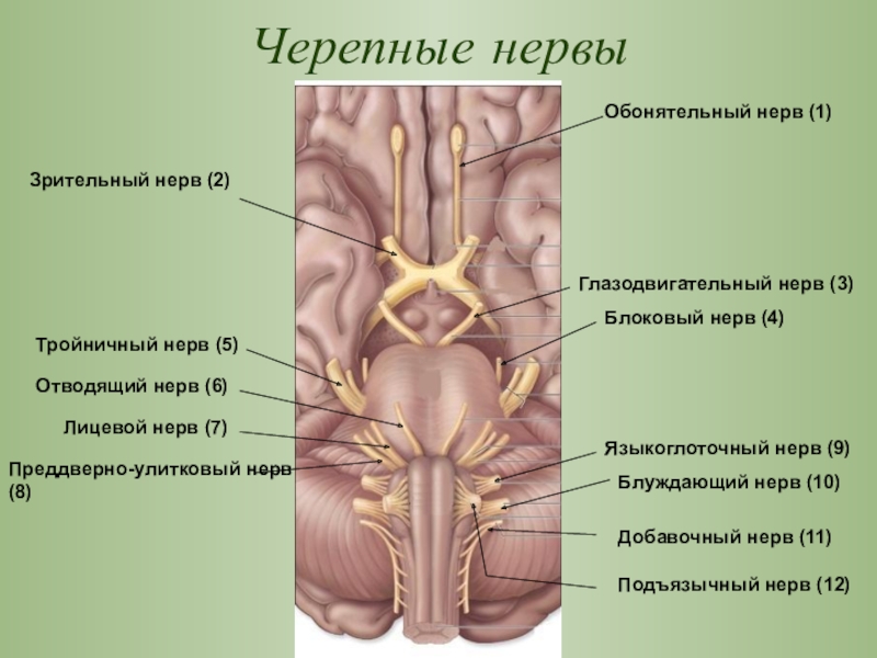 Место выхода нерва из мозга