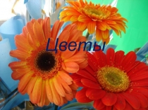 Цветы