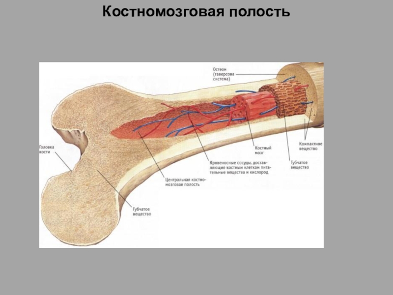 Строение трубчатой кости человека. Костномозговая полость кости