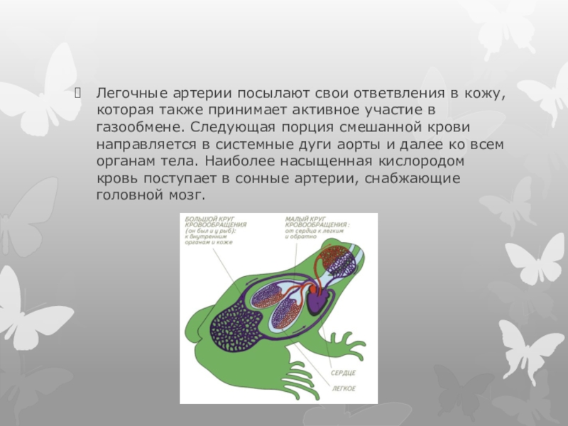 Газообмен птиц. В кожно легочных артериях земноводных кровь. Газообмен у гидры.