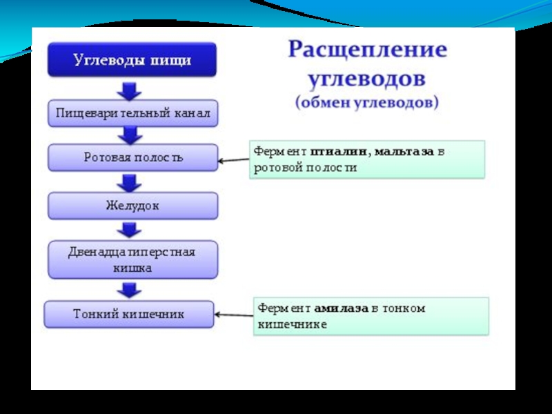 Расщепление пищи. Схема процесса расщепления углеводов. Пасщеплениемуглеводов. Где расщепляются углеводы в организме. Расщепление углеводов происходит в.