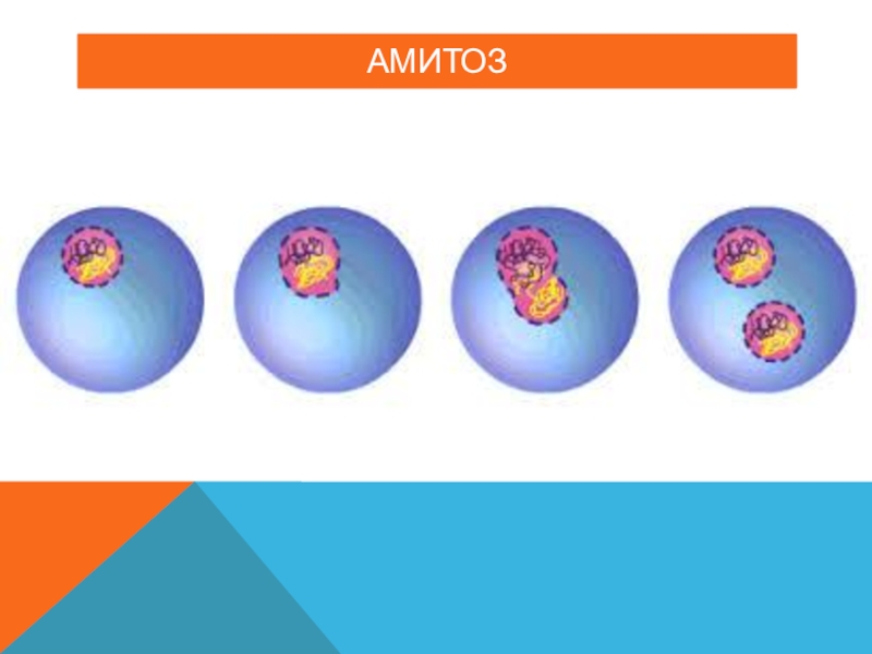 Амитозом делятся. Амитоз. Виды амитоза. Патологии митоза амитоз эндомитоз политения. Амитоз у бактерий.