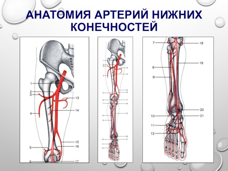 Сосуды нижних конечностей. Анатомия артерий нижних конечностей атлас. Артерии нижней конечности анатомия. Сосуды нижних конечностей анатомия. Сосуды нижних конечностей кт анатомия.