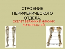 СТРОЕНИЕ ПЕРИФЕРИЧЕСКОГО ОТДЕЛА: