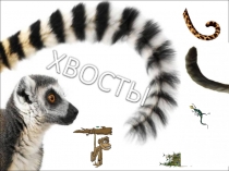 Своя игра ХВОСТЫ