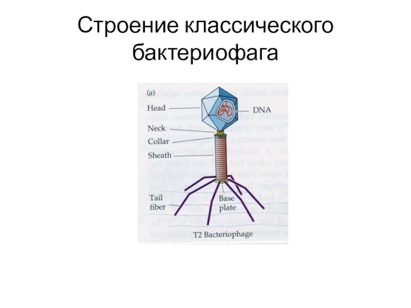 Бактериофаг строение. Бактериофаг функции структур. Схема строения бактериофага рисунок. Проект бактериофаги. Указать основные структурные элементы бактериофага..