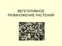 ВЕГЕТАТИВНОЕ РАЗМНОЖЕНИЕ РАСТЕНИЙ