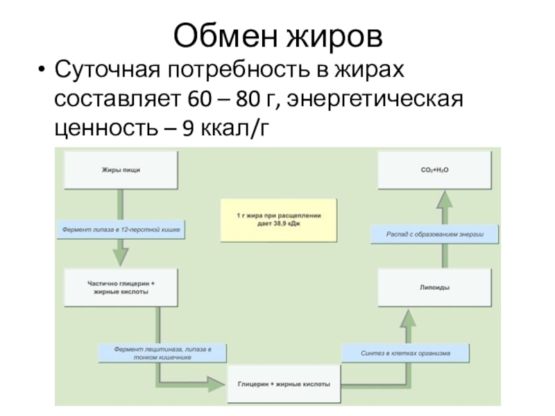 Потребность в жирах. Суточная потребность в жирах составляет. Потребность организма в жирах составляет. Обмен жиров энергетическая ценность. Потребность человека в жирах.