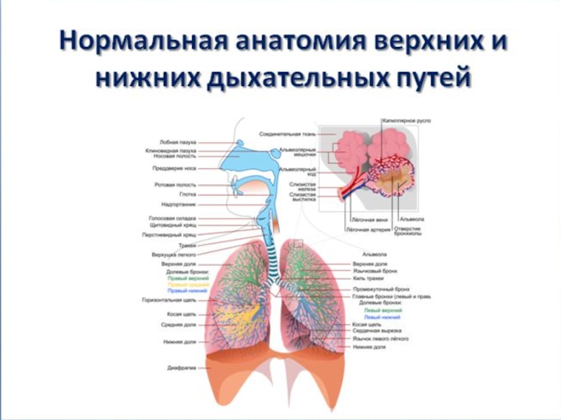 Презентация Дыхательная система