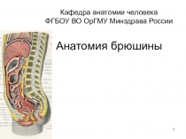 Кафедра анатомии человека ФГБОУ ВО ОрГМУ Минздрава России Анатомия брюшины