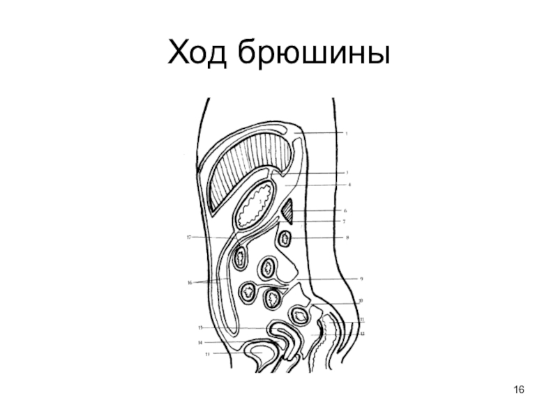 Ход брюшины рисунок