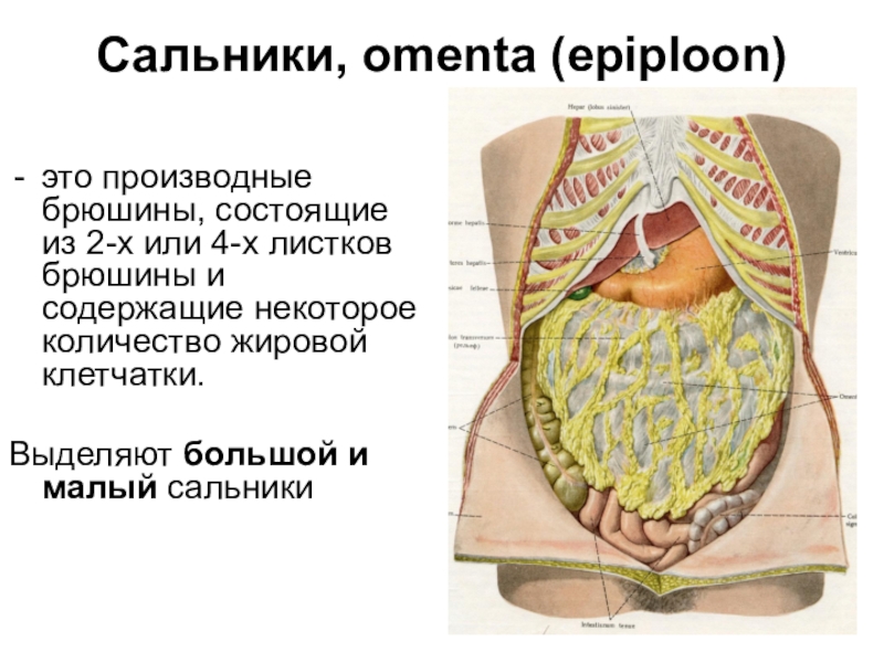 Малый сальник картинка