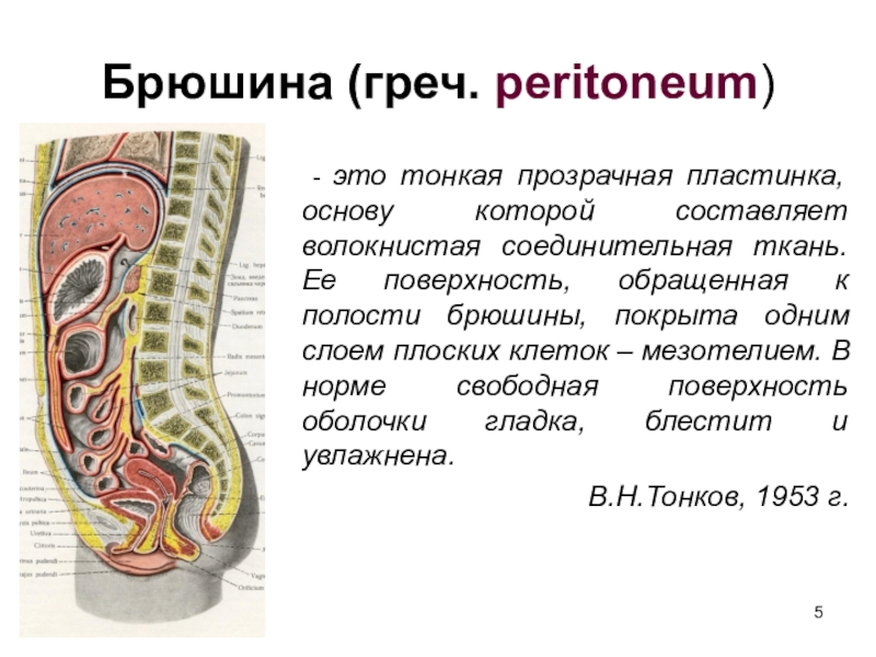 Брюшина анатомия. Париетальная брюшина строение. Брюшина верхнего этажа брюшинной полости. Брюшина анатомия человека. Листки брюшины.