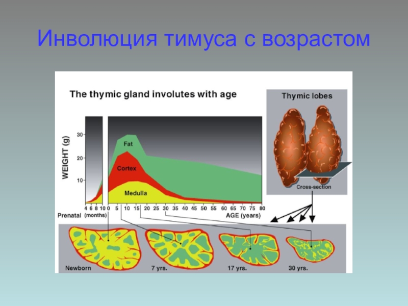 Инволюция желез. Жировая инволюция вилочковой железы. Возрастная инволюция вилочковой железы. Возрастная Эволюция вилочковой железы.. Инволюция вилочковой железы начинается.