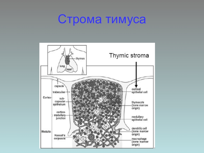 Строение паренхимы тимуса. Строма тимуса гистология. Функции стромы тимуса. Строение тимуса. Источники развития..