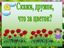 Скажи, дружок,
что за цветок?