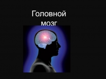 Головной мозг
