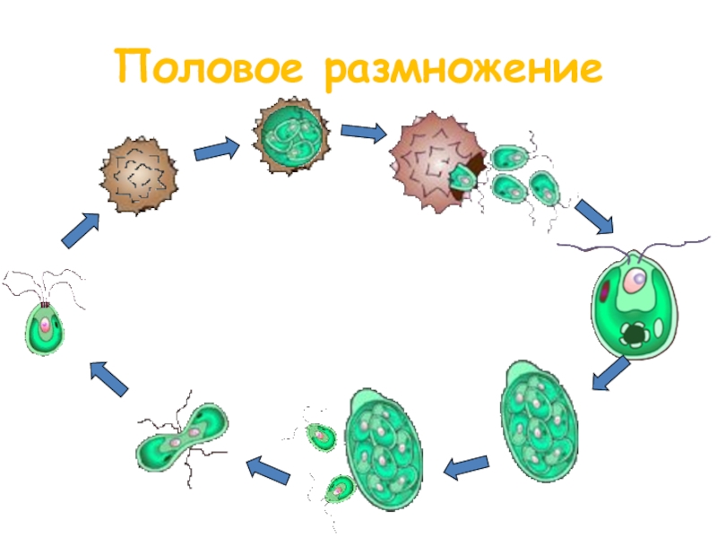 Урок размножение 9 класс