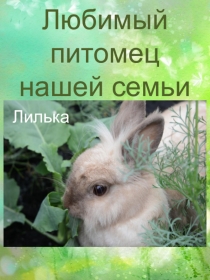 Любимый питомец нашей семьи