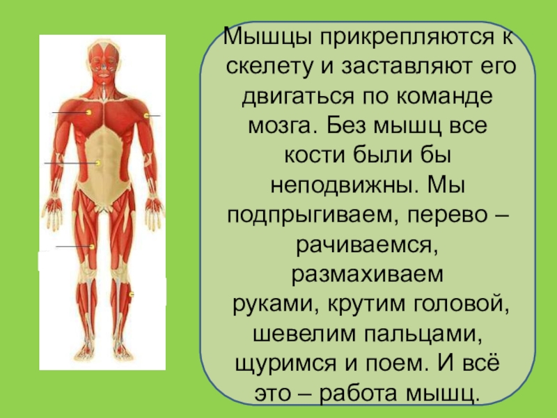 Презентация на тему мышцы