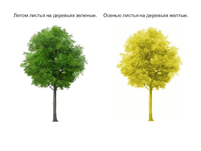 Чем отличается летняя. Отличия летнего и осеннего дерева. Чем отличается лето от осени.