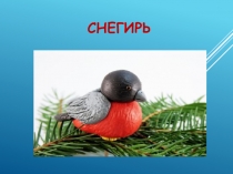 СНЕГИРЬ