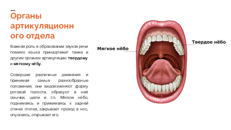 Язык орган речи. Механизмы образования звуков речи артикуляция. Роль твердого неба в образовании звуков речи.