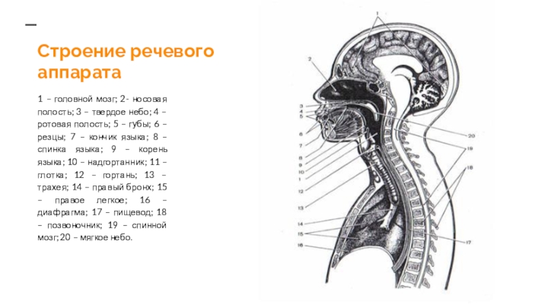 Строение речевого аппарата1 – головной мозг; 2- носовая полость; 3 – твердое небо; 4 – ротовая полость;