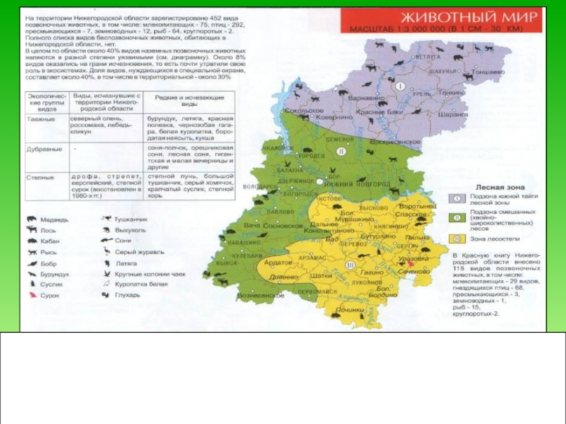 В какой зоне расположен нижний новгород. Природные зоны Нижегородской области карта. Животный мир Нижегородской области карта. Нижегородская область климатическая зона карта-.