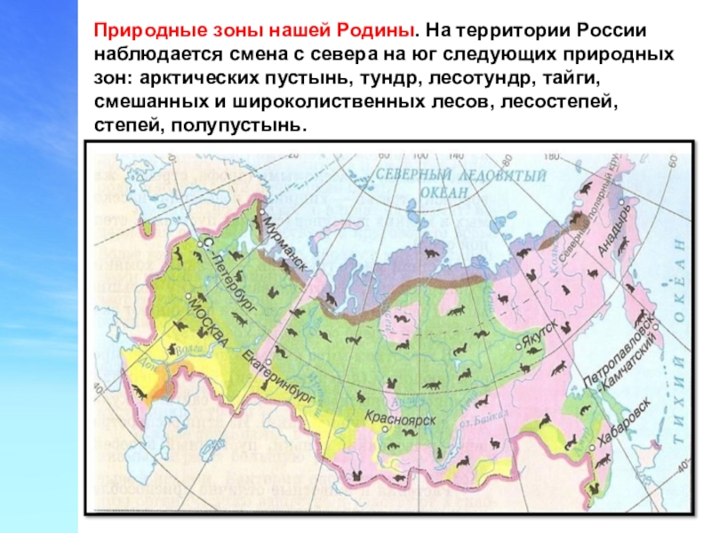 Презентация природная зона