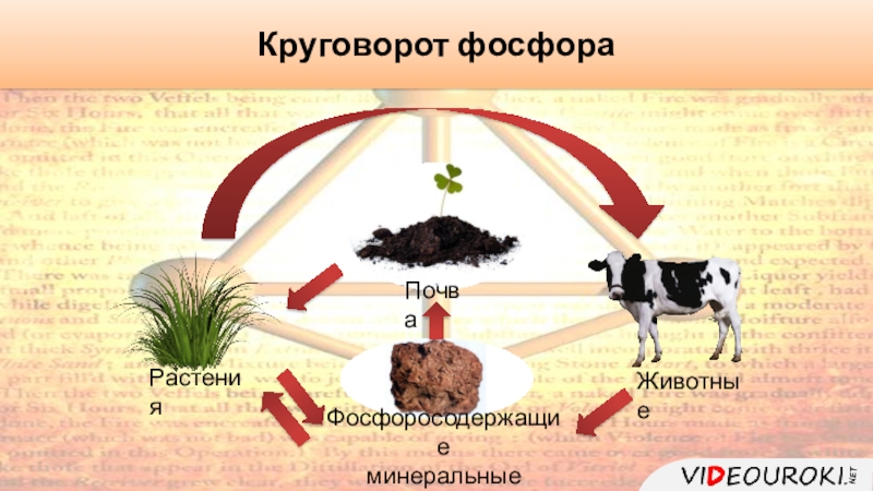 Количество фосфора в почве. Круговорот фосфора. Фосфор в почве. Модель Великий круговорот жизни. Фосфор для животных.