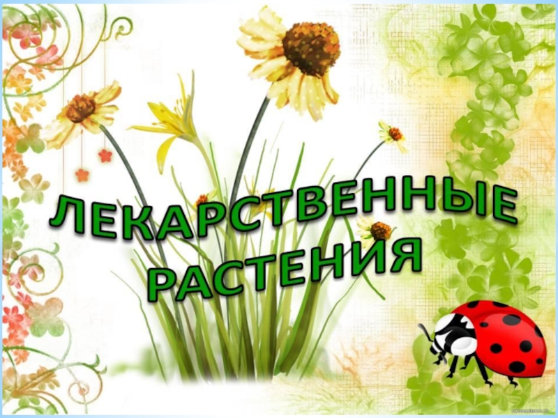 ЛЕКАРСТВЕННЫЕ РАСТЕНИЯ