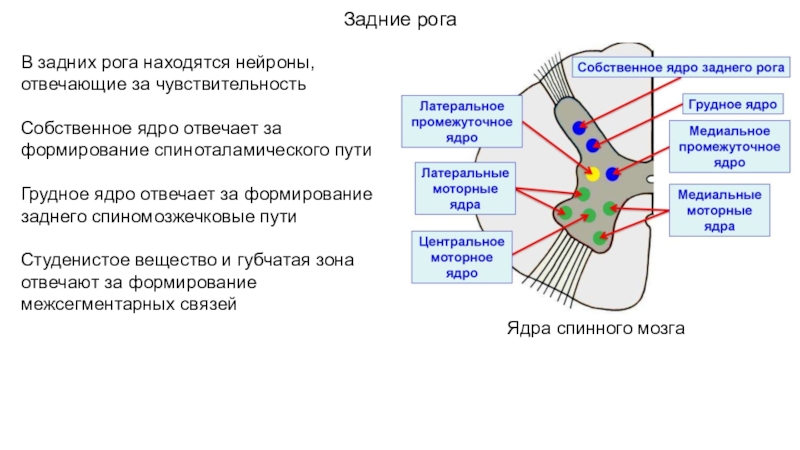 Задние рога спинного мозга. Ядра переднего рога спинного мозга. Двигательные ядра передних Рогов спинного мозга. Ядра задних Рогов спинного мозга. Ядра задних боковых и передних Рогов спинного мозга.