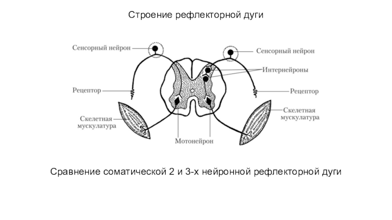 Схема строения простой 2 х нейронной рефлекторной дуги